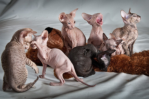 fuckyeahhairlesscats:  CatsLana_20110327_933 (by serorl) 