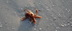 crowsephone:   koztastic:   lifeinredshades:   lazarusholmes:   RELEASE THE KRAKEN   I HAD TO REBLOG. IS THAT A BABY OCTOPUS??? I QUITE LIKE OCTOPI(?) EVEN WHEN THEY’RE GROWN UP. OMG THIS GIF   baby!~   wewese da kwaken!  