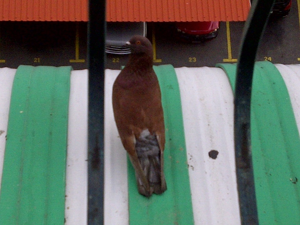 Me asomo a la ventana porque escucho algo raro y mira lo que era