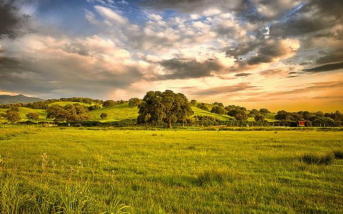 Green Meadow (by Dominic Kamp)