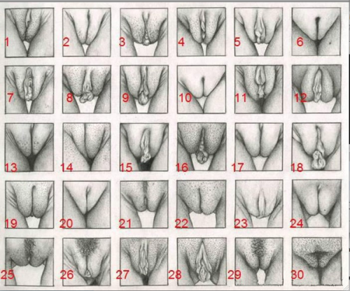 vulvas / 1-30