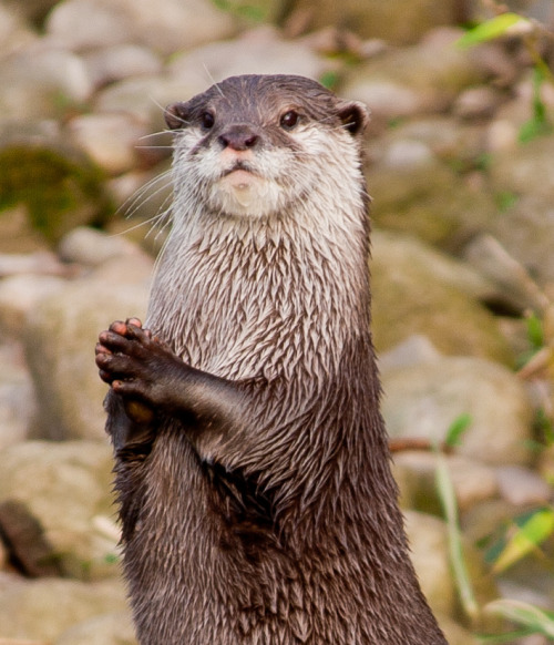 dailyotter:  Via Jonnee 