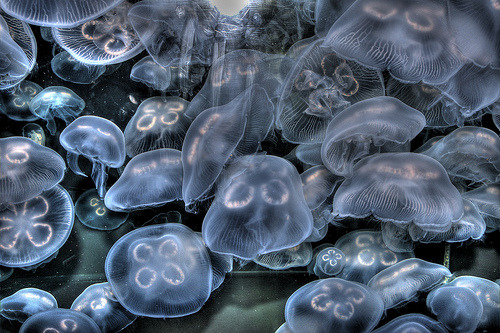 blinkanditsover:New Englad Aquarium Jellies hdr in color (by joey_foto)