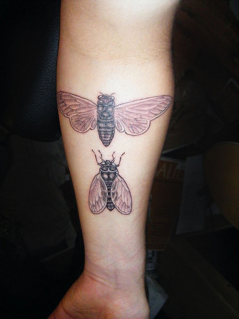 fuckyeahtattoos:  A diptych of cicadas. Done by George Long of Seattle, WA.