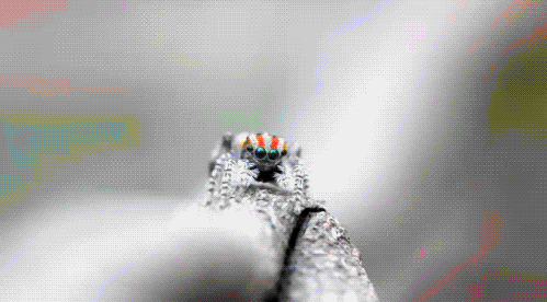 copesetic:  cloesy:  is this for real  Yes <3 Peacock Spider.  only good spider