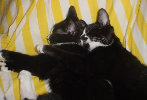 Aw! Remember When Our Kitties Were Little And They Liked Each Other? I Can't, Since They've Spent So