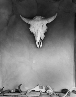 Cow Skull, O'keeffe&Amp;Rsquo;S Abiquiu House, New Mexico Photo By Todd Webb, 1960