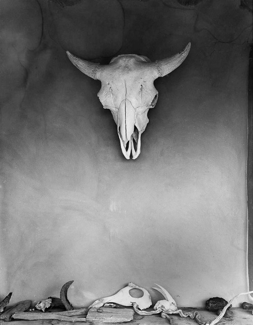 Cow Skull, O'Keeffe’s Abiquiu House, New Mexico photo by Todd Webb, 1960