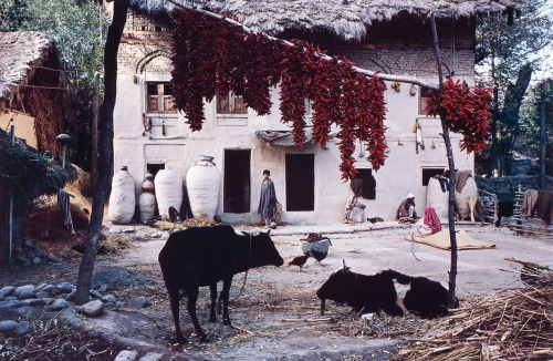 Naubora Village, Autumn, Kashmir photo by Raghubir Singh, 1981