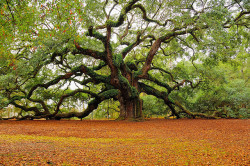 travelthisworld:  Angel Oak Tree (estimated to be over 1400 years old), Charleston, South Carolina 