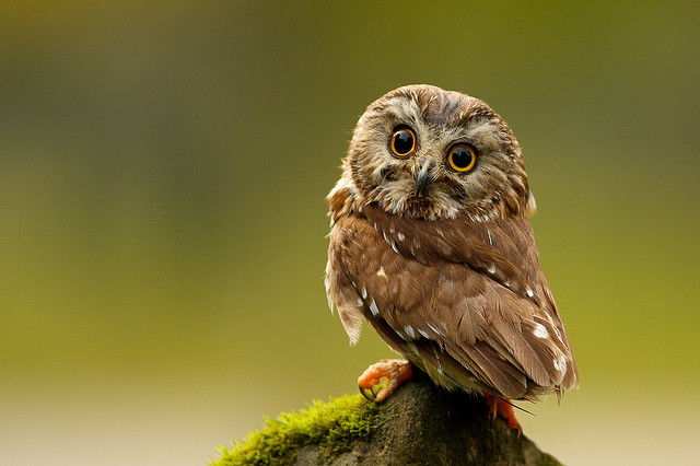 bzdury:  Northern Saw-Whet Owl Back by BigBrotherBear on Flickr. 