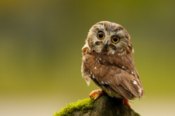 bzdury:  Northern Saw-Whet Owl Back by BigBrotherBear