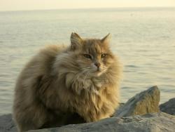 want a fatass fluffy cat&hellip;. fatter than this