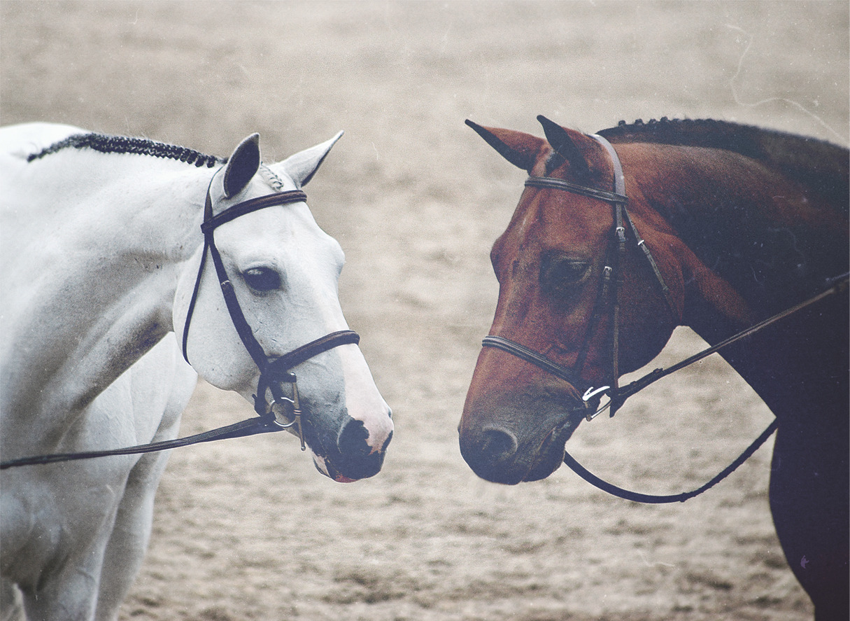 Hunter jumper horse