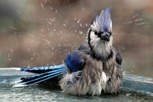 llbwwb:Blue Jay bath by Jaki Good