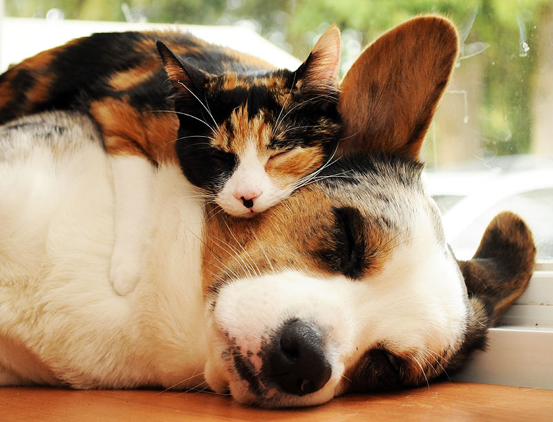 corgiaddict:
“Although I did not catch who won Best in Breed… I do know that this photograph won 1st place in the Cardigan photography competition. This is Simon and his cat, Sophie conapitating. Catch more of Simon here:...