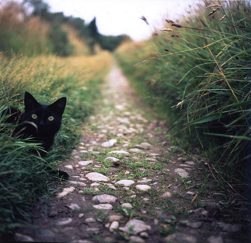 cybergata:  “I’m in your grass being a ninja.” ysvoice:  | ♕ |  Peek-a-boo  | by silentowl | via littlemori 