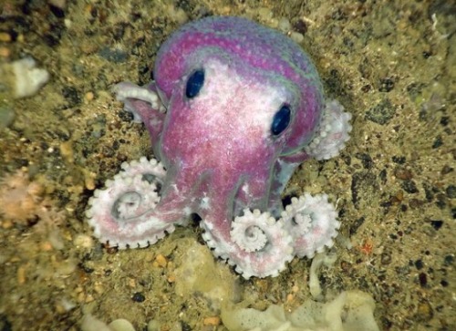 octopusbabys:pricklepear:Animal Fact of the DayThis adorable little guy is a member of a new octopus