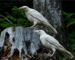 Babylonsidhe: Photo Of The Rare White Ravens That Live On Vancouver Island. 