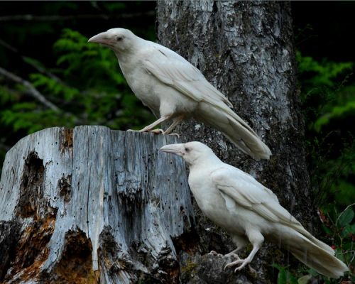thegirlwithgoldeyes: babylonsidhe: Photo of the rare white ravens that live on Vancouver Island. are
