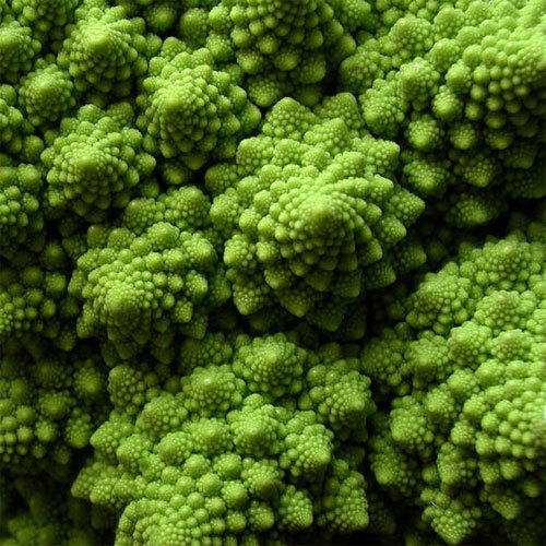 A cultivar of Brassica oleracea, and a famous example of an approximate fractal in nature. proofmath