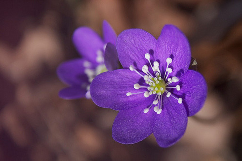 purplelovesyellow:  (by Ani Bal) 