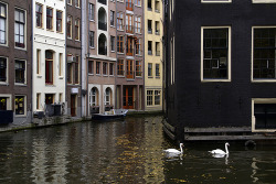 allthingseurope:  Amsterdam swans (by Lou