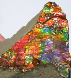 highgradelove:  magical-minerals:  Ammolite: It’s said that this stone radiates positive earth energy, good luck, prosperity, and is also said to grant miracles. Wearing this stone can activate your own personal empowerment.