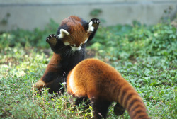 demon-of-the-fall:  selkiequeen:  gothiccharmschool:  Very fierce red pandas. Yes. Raaar.  The one pouncing on the other’s head…yes, that would be me.  This may be my favorite picture i’ve seen on tumblr. This is so frikin adorable.  Rarrr imma