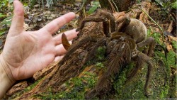 Araña Goliat - Especie en extincion