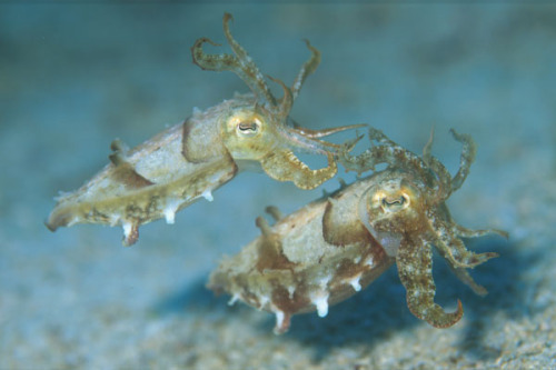 zolanimals: Golden Cuttlefish