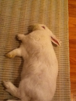 this is how my bunny sleeps lol. hahahahaa