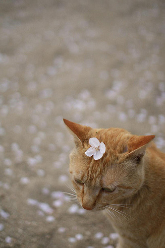 fukuku3:  noshirocket:  (by 459i)  (via imgTumble)