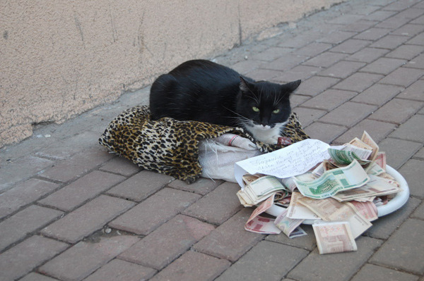  This is a cat begging for money in Minsk, Belarus. He stays on one place with a