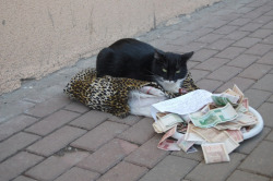  This is a cat begging for money in Minsk, Belarus. He stays on one place with a note that reads “need money for meat and fish, bless you”. He doesn’t leave his place and protects the money. His owner, an old woman, was found nearby. She said that