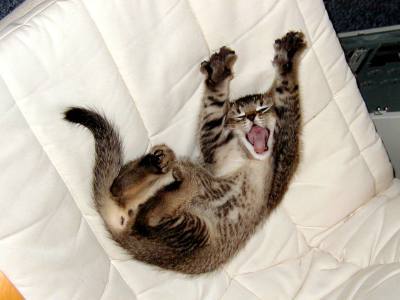 ahatfulloftea:  yawwwn i’m sleepy 