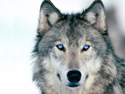 I adore wolves. Have I mentioned that before?