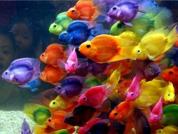 adyza:  Rainbow Fishesss 