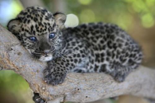 m3rma1d:  i want it D: 