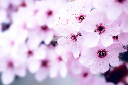 bonguri:  Spring will bring change… by 小川 Ogawasan on Flickr.