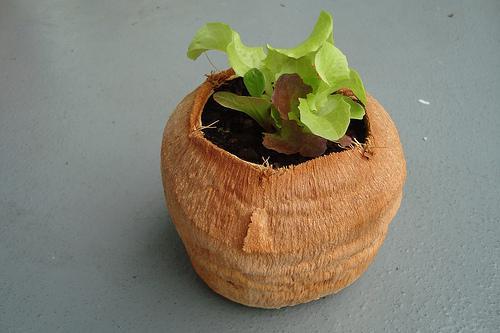 We’re beginning to sense a theme here … Yet another great, food-based temporary planter for your seedlings. This time: coconuts. (Last time? Lemons!)