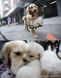 chi11est:  The story behind this picture almost made me cry. This golden retriever mother is carrying her children in this basket to the market for her own puppies to be sold. Even if they are her children, she obeys her owner’s commands.  How sad