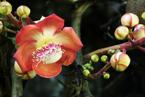 Couroupita guianensis, cannonball tree