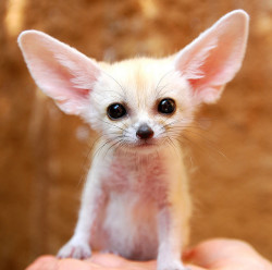 Fennec fox by floridapfe on Flickr.those ears should fly