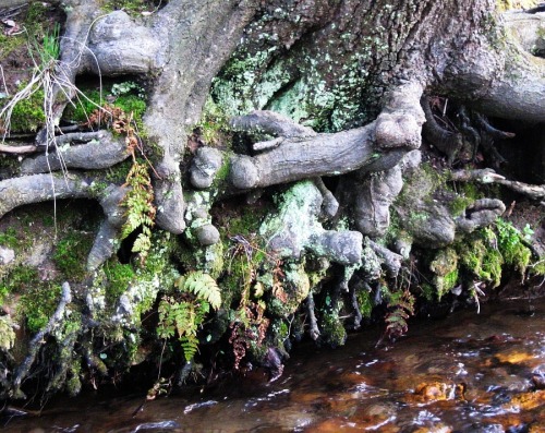 Stream bank at Black Rock.