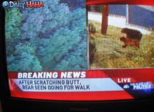 10000bears:  reluctantsatyr:  bears  wow rude nbc rude………. 