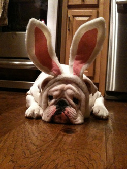 fuckyeahbulldog:  Happy Easter from the bully. (by mkrisher) Easter Bully! 