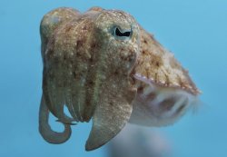 Fuckyeahcuttlefish:  Ghosthost:  Juvenile Pharaoh Cuttlefish At The Monterey Bay