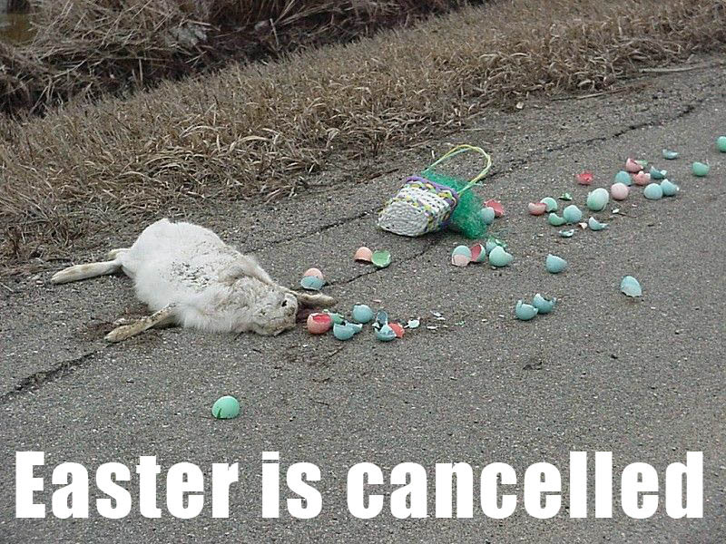 Funny happy easter bunny