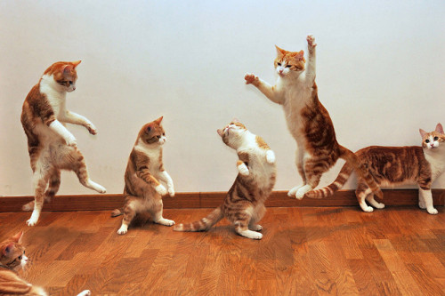 cybergata:Let’s party…. by pippy & timmy on Flickr.Photo Clone Kittehs